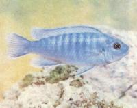 Псевдотрофеус пиндани