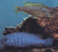 Псевдотрофеус разноцветный