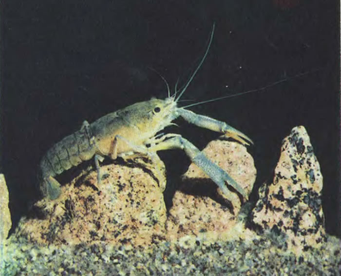 Рак кубинский