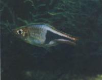 Расбора гетероморфа