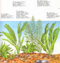 Растения: эхинодорус магдаленский, эхинодорус большой, эхинодорус широколистный...