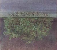 Риччия плавающая