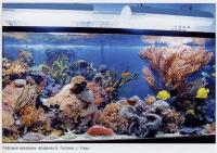 Рифовый аквариум Б.Гесселе