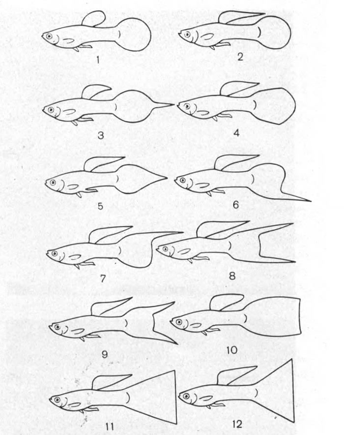 Рис. 1. Таблица породных стандартов гуппи