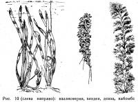 Рис. 10. Валлиснерия, элодея, денза, кабомба