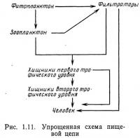 Рис. 1.11. Упрощенная схема пищевой цепи