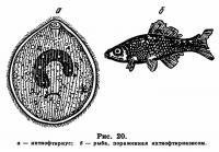 Рис. 20. Рыба, пораженная ихтиофтириаэисом