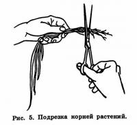 Рис. 5. Подрезка корней растений