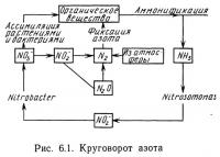 Рис. 6.1. Круговорот азота