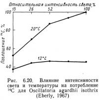 Рис. 6.20. Влияние интенсивности света и температуры на потребление 14С