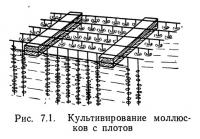 Рис. 7.1. Культивирование моллюсков с плотов