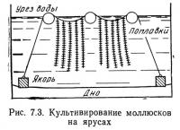 Рис. 7.3. Культивирование моллюсков на ярусах