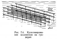 Рис. 7.4. Культивирование моллюсков на гундерах