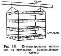 Рис 7.5. Культивирование моллюсков на стеллажах, прикрепленных к плотам