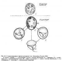 Рис.12.1. Жизненный цикл зооксантелл
