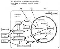 Рис.12.8. Метаболические связи с клеткой полипа-хозяина