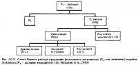 Рис.13.11. Схема баланса расхода пробукции фотосинтеза