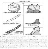 Рис.1.6. (окончание) Строение голоценовых рифов по стадиям эволюции