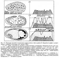 Рис.1.6. (продолжение) Строение голоценовых рифов по стадиям эволюции