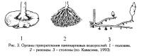 Рис.3. Органы приклепления ламинаериевых водорослей