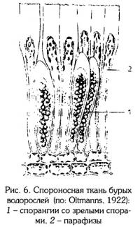 Рис.6. Спороносная ткань бурых водорослей