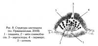 Рис.8. Структура цистокарпа