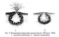 Рис.9. Концептакулы фукусовых водорослей