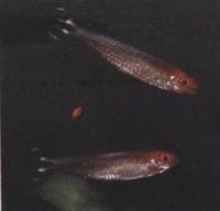 Родостомус