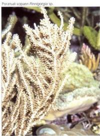 Рогатый коралл Pinnigorgia sp.