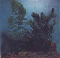 Роголистник светло- и темно-зеленый