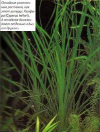 Розеточное растение циперус Хелфера (Cyperus helferi)