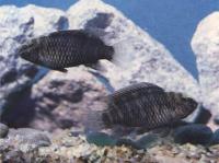 Рыба-хамелеон