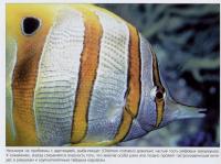 Рыба-пинцет (Chelmon rostratus)