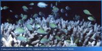 Рыбы-ласточки (Chromis viridis)