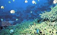 Сетчатые дасциллы (Dascyllus reticulatus)