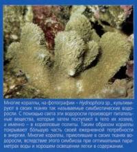 Симбиотические водоросли в кораллах