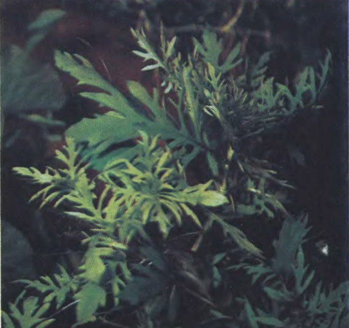 Синема трехцветковая