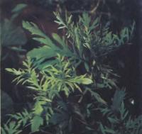 Синема трехцветковая