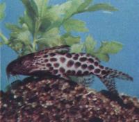 Синодонтис Грешоффа