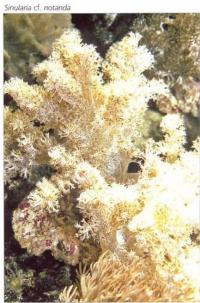 Sinularia cf. notanda