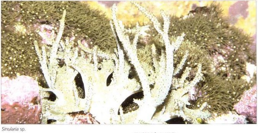 Sinularia sp.