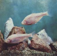 Слепая рыба