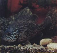 Солнечный окунь