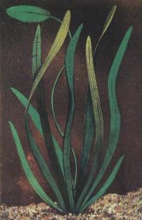 Стрелолист шиловидный