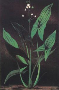 Стрелолист широколистный