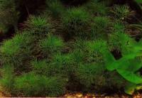 Светолюбива уруть матогросская (Myriophyllum mattogrossense)