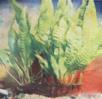 Таиландский папоротник