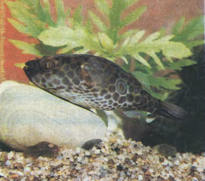 Тетраодон таиландский