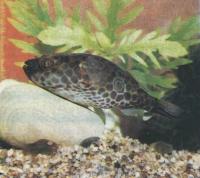 Тетраодон таиландский