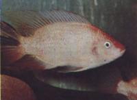 Тиляпия нильская